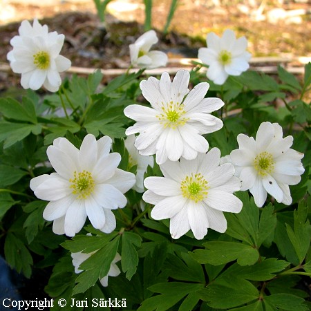 Anemone nemorosa 'Hilda' valkovuokko